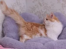 マンチカン(長足)【東京都・男の子・2024年11月5日・レッドタビー&ホワイト】の写真4