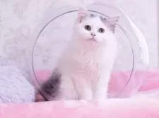 マンチカン(長足)【東京都・男の子・2025年5月27日・ブルー&ホワイト】の写真3