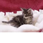 メインクーン【東京都・女の子・2025年3月24日・トーティ】の写真5