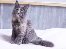 メインクーン【東京都・女の子・2025年4月1日・ブルートーティ】の写真4