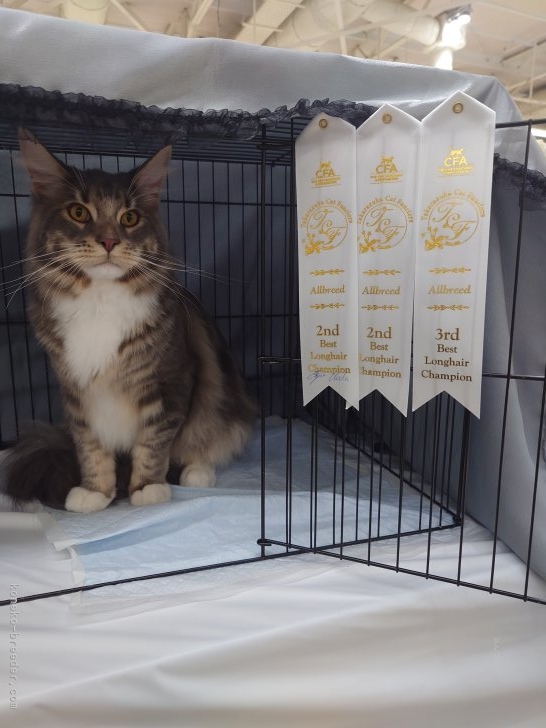 浅野奈央ブリーダーのブログ：キャットショーに行ってきました