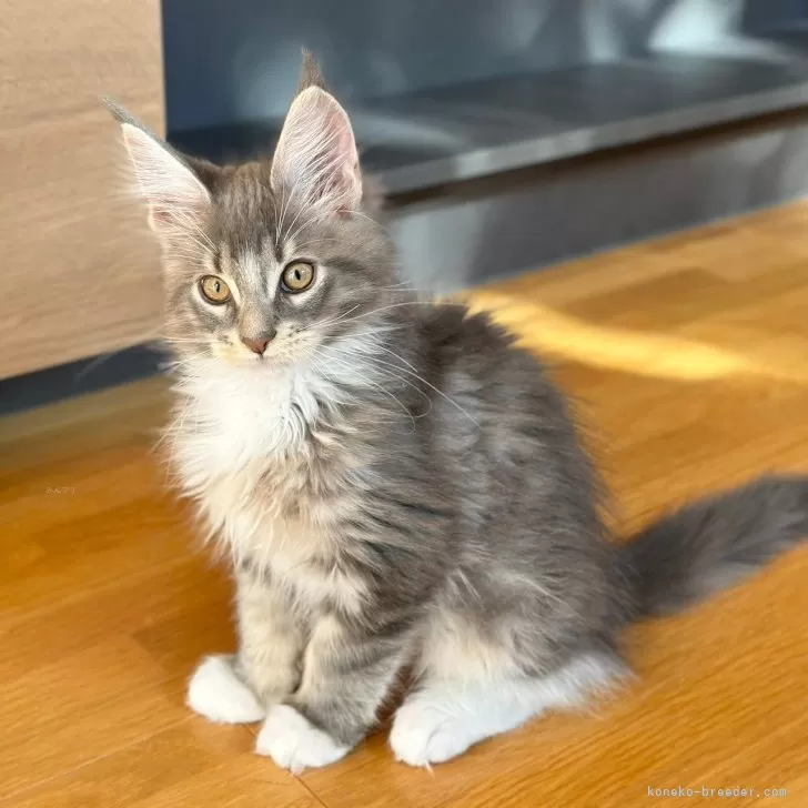 ID:2411-01124の子猫