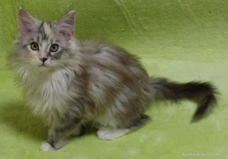 ID：2012-01012の子猫