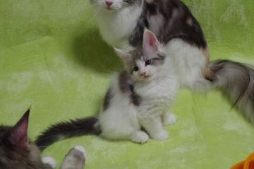 メインクーン【兵庫県・男の子・2019年10月1日・ブルータビー&ホワイト】の写真「きれいなお顔です。」