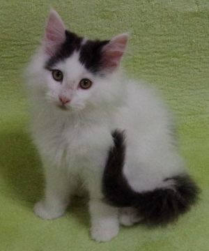 メインクーン【兵庫県・男の子・2020年11月4日・ブルータビー&ホワイト】の写真「大きい、ハイホワイトカラー」