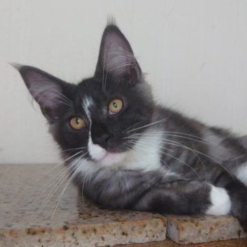 メインクーン【兵庫県・男の子・2023年3月24日・ブラックスモーク&ホワイト】の写真「珍しいブラックスモークでおっとりした性格。」