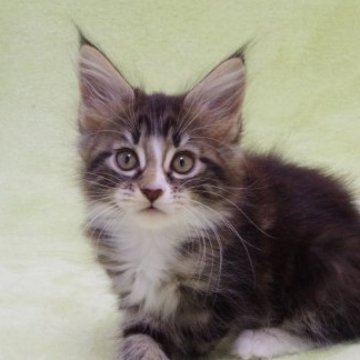 メインクーン【兵庫県・女の子・2023年3月19日・ブラウンタビー&ホワイト】の写真「甘えん坊で元気一杯。」