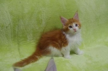 メインクーン【兵庫県・男の子・2019年10月4日・レッドタビー&ホワイト】の写真「きれいなレッドです。」