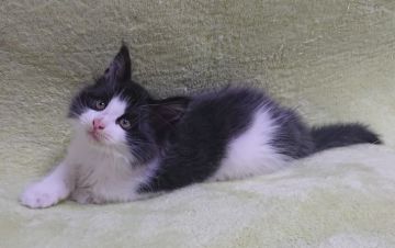 メインクーン【兵庫県・男の子・2020年11月3日・ブルータビー&ホワイト】の写真「キレイなブルーのはち割れ君」