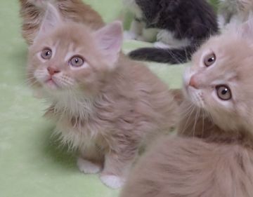 メインクーン【兵庫県・男の子・2019年1月1日・クリームタビー&ホワイト】の写真「おもちゃ好き」