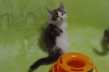 メインクーン【兵庫県・男の子・2019年10月1日・ブルータビー&ホワイト】の写真「おもちゃ好き」