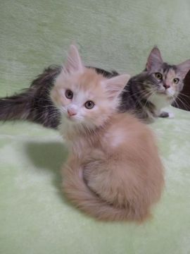 メインクーン【兵庫県・女の子・2019年1月4日・カメオタビー&ホワイト】の写真「おとなしい」