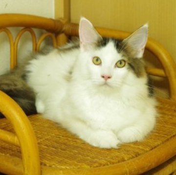 メインクーン【兵庫県・女の子・2023年3月24日・ブラウンタビー&ホワイト】の写真「大きくて大人しい」