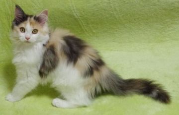 メインクーン【兵庫県・女の子・2020年9月3日・ブルーパッチドタビー&ホワイト】の写真「お転婆さん、好奇心旺盛。キレイな三毛です。」