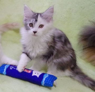 メインクーン【兵庫県・女の子・2021年9月19日・シルバーパッチドタビー&ホワイト】の写真「好奇心旺盛。キレイな三毛です。」