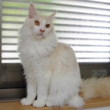 メインクーン【兵庫県・男の子・2023年3月19日・カメオタビー&ホワイト】の写真「人懐こい。物怖じしない。キレイなカメオです。」