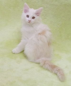 メインクーン【兵庫県・男の子・2021年9月19日・カメオタビー&ホワイト】の写真「好奇心旺盛。淡い色のカメオです。」