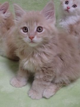 メインクーン【兵庫県・女の子・2019年1月1日・クリームタビー】の写真「おもちゃ好き」