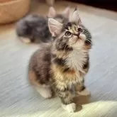 メインクーン【兵庫県・女の子・2024年9月15日・ブラウンパッチドタビー&ホワイト】の写真1