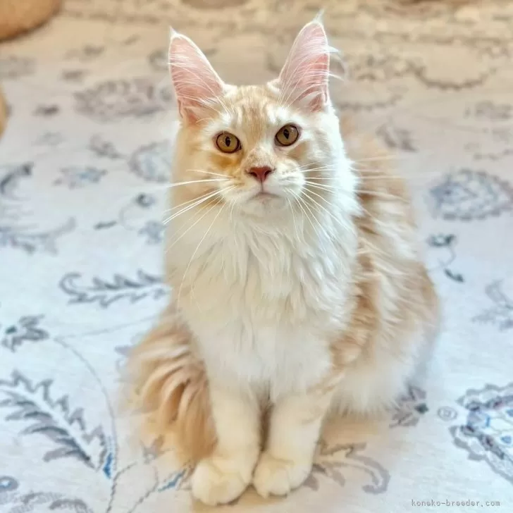 メインクーン【兵庫県・女の子・2025年1月12日・カメオタビー&amp;ホワイト】の写真1