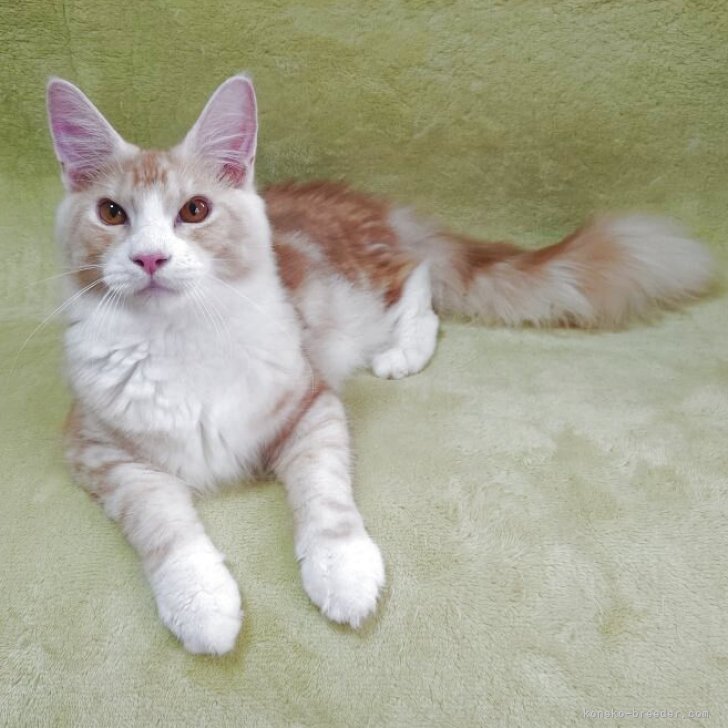 ブリーダー画像