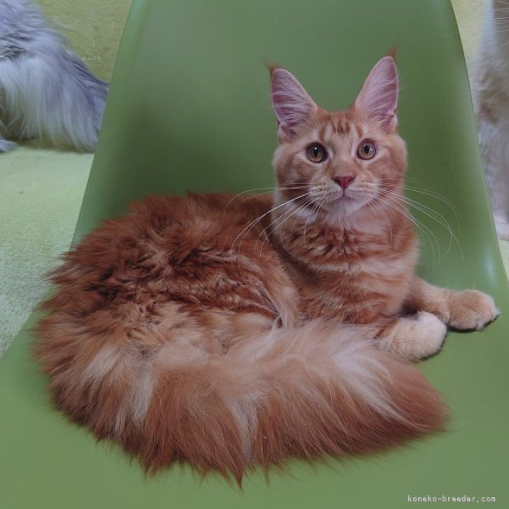 ブリーダー画像