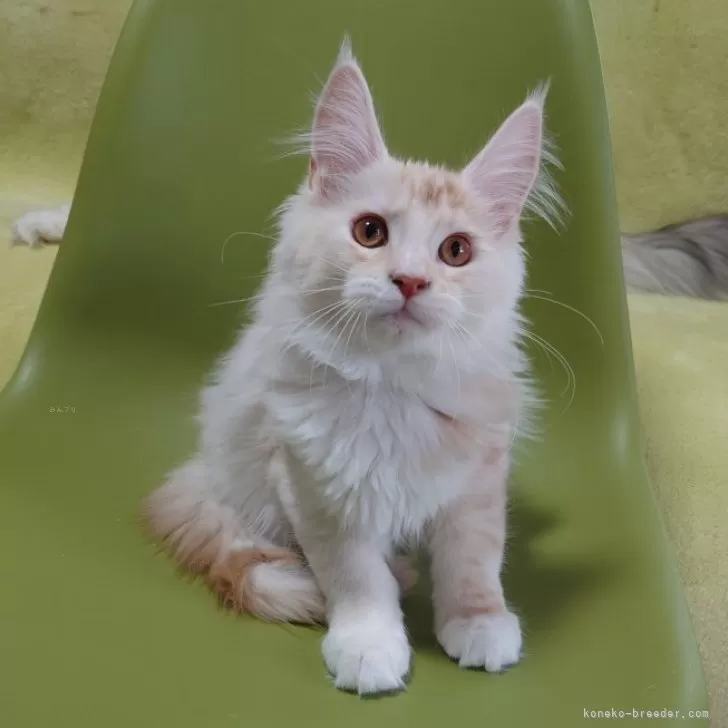 ID:2503-01254の子猫