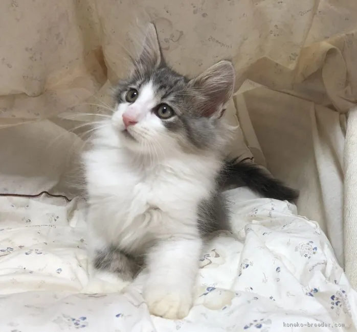 ID：1909-00021の子猫