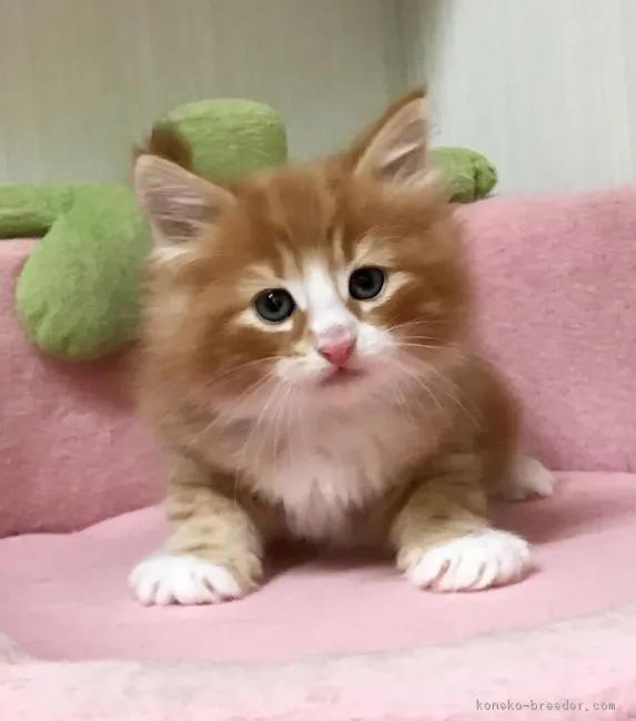 そらちゃん 様のお迎えした子猫