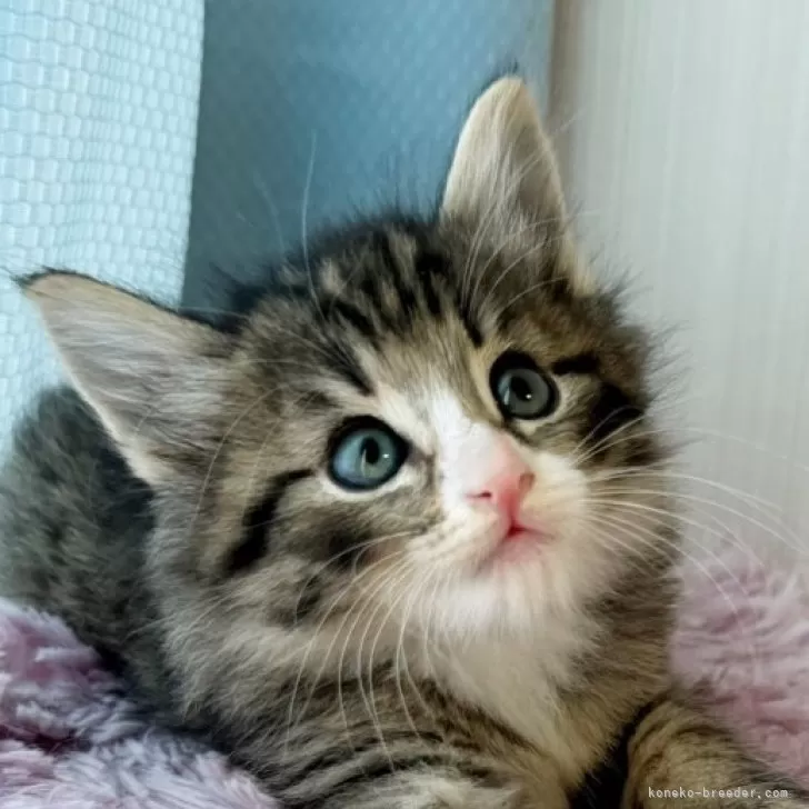 ID：2406-01311の子猫