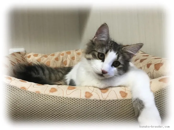 かぼす 様のお迎えした子猫