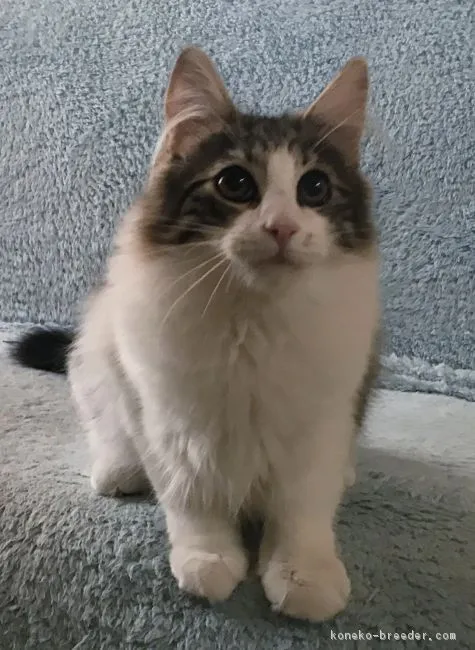 やっさん 様のお迎えした子猫