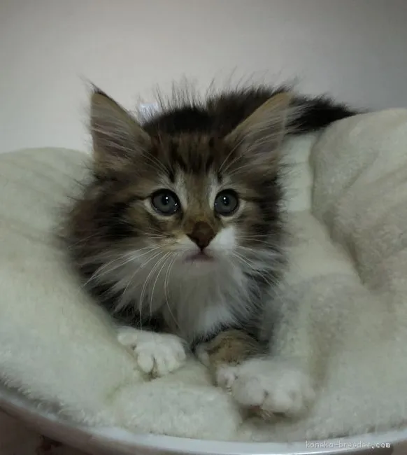 ID：1905-00197の子猫