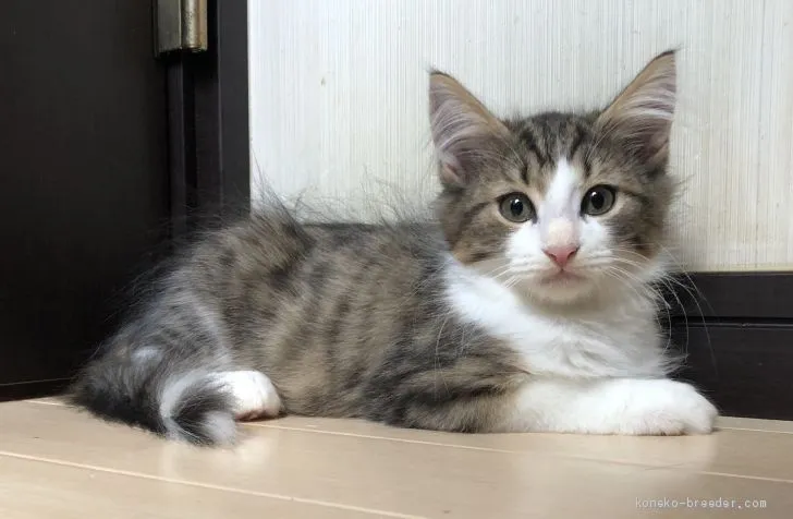 まりちゃん 様のお迎えした子猫