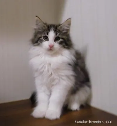 ジャン 様のお迎えした子猫