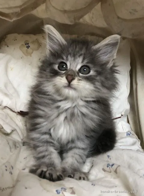 ID:1912-00768の子猫