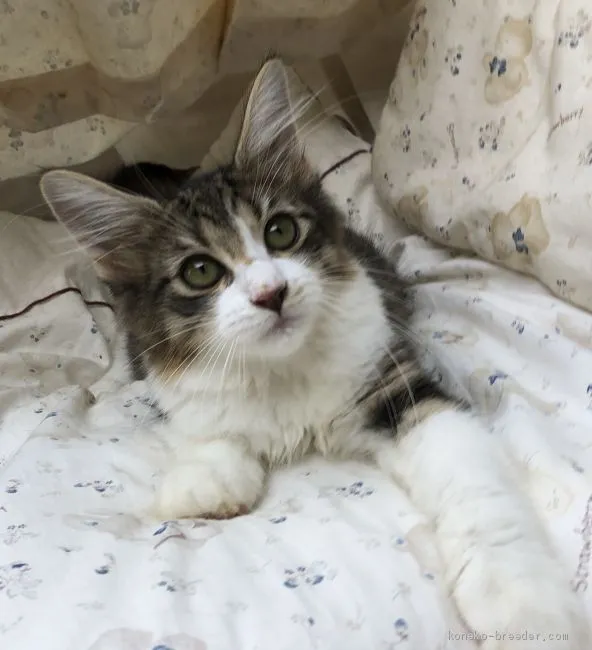 S.M 様のお迎えした子猫