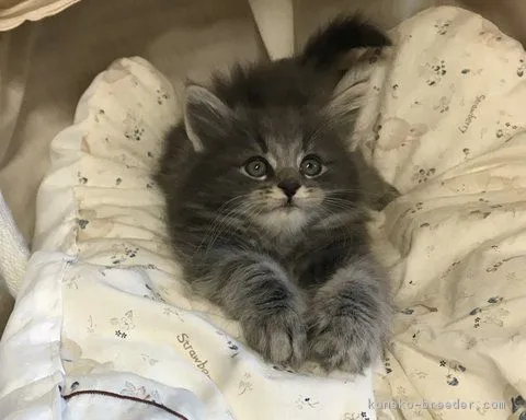 ID：1712-00610の子猫