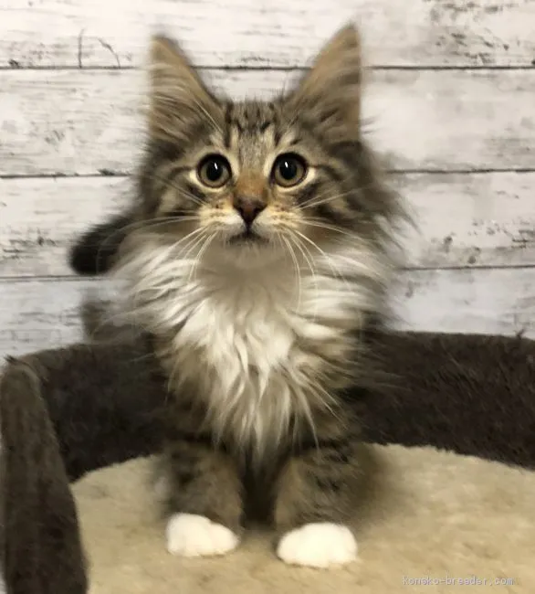 N.N 様のお迎えした子猫