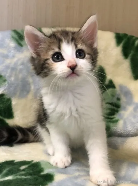 mike 様のお迎えした子猫