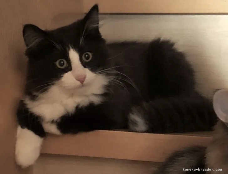ID:1901-00873の子猫