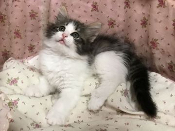 ノルウェージャンフォレストキャット【香川県・女の子・2017年4月17日・ブラウンクラッシックタビー&ホワイト】の写真「ぽわァ～んとした女の子らしい子」