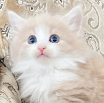 ノルウェージャンフォレストキャット【香川県・男の子・2023年10月6日・クリームタビー&ホワイト】の写真「エプロンふりふり、ソックスを履いたモコモコ君☘️」