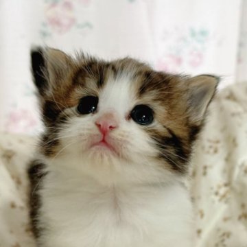 ノルウェージャンフォレストキャット【香川県・男の子・2024年3月13日・ブラウンタビー&ホワイト】の写真「ぽよょ〜んとしたプリンス猫さん🍀」