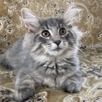 ノルウェージャンフォレストキャット【香川県・男の子・2023年5月1日・ブルーマッカレルタビー】の写真「数少ないホワイトなしのブルータビーの男の子☘️」