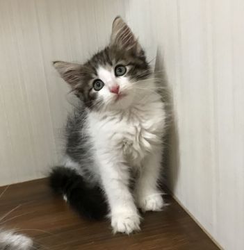 ノルウェージャンフォレストキャット【香川県・女の子・2017年5月29日・ブラウンマッカレルタビー&ホワイト】の写真「穏やかな性格のキュートちゃん！」