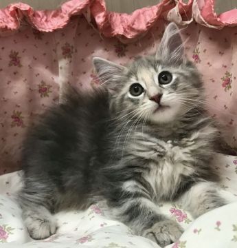 ノルウェージャンフォレストキャット【香川県・女の子・2017年4月15日・ブルーパッチドマッカレルタビー】の写真「癒し系のキュートさん！」