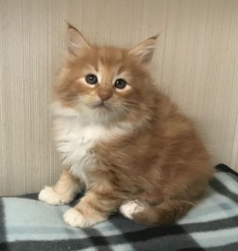 ノルウェージャンフォレストキャット【香川県・男の子・2017年10月14日・レッドクラッシックタビー&ホワイト】の写真「骨格のしっかりしたイケメン君です。」