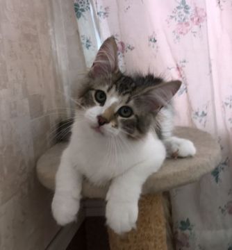 ノルウェージャンフォレストキャット【香川県・男の子・2017年4月17日・ブラウンクラシックタビー&ホワイト】の写真「愛らしいお顔立ちのキュート君！」