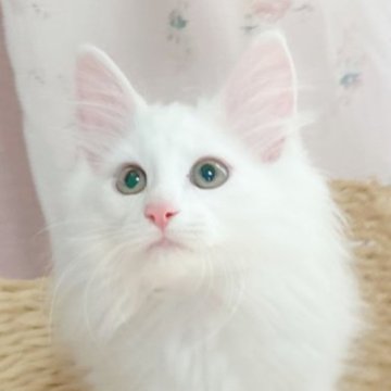 ノルウェージャンフォレストキャット【香川県・男の子・2023年3月11日・ホワイト】の写真「魅力的な真っ白なノルウェージャンちゃん♬」